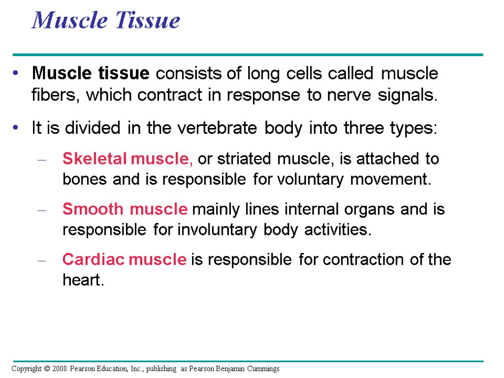 Muscle Tissue Muscle tissue consists of long cells called muscle fibers, which contract in